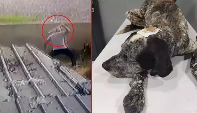 Civcivlerini kovaladığı gerekçesiyle sokak köpeği Duman'ı sopayla öldüresiye dövdü! İnsanlık dışı olay kamerada