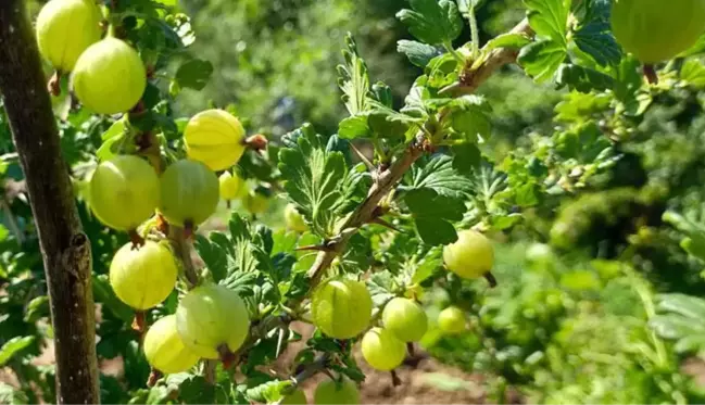 Arkadaşının elinden alıp öylesine bahçeye dikti! Frenk üzümü bir ilçenin ikinci gelir kapısı olacak