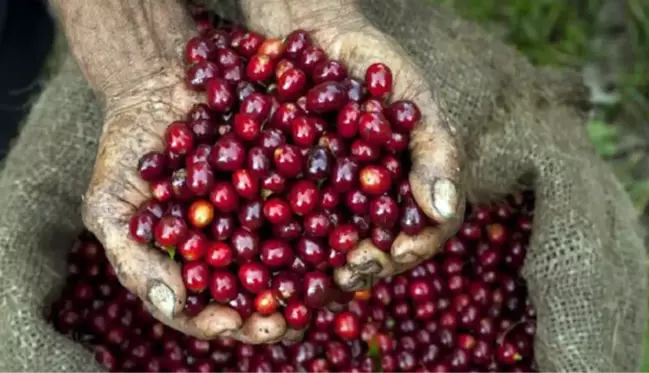 Panama'nın Geisha kahvesi rekor fiyata satıldı! Yarım kilosuna 2 bin 568 dolar ödediler