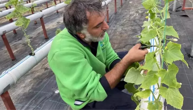 Türkiye'de bir ilk: Beykoz'da balık gübresi ile topraksız tarım