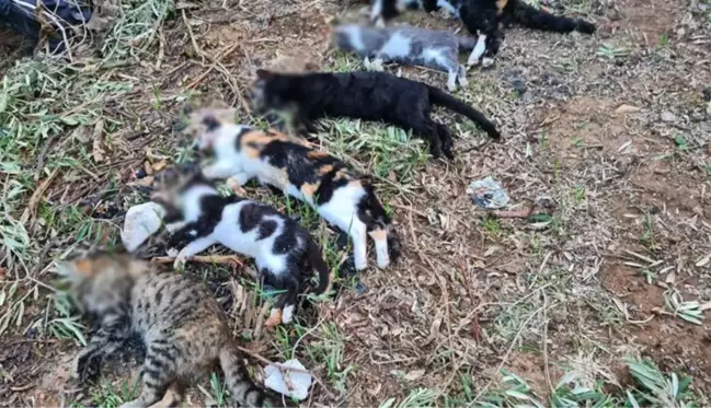 Bodrum'da 2 mahallede 20'den fazla kedi zehirlenerek öldürüldü