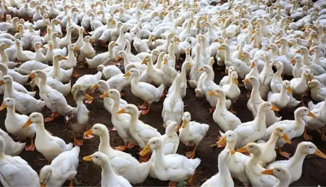 Güney Kore'de kuş gribi sebebiyle 24 bin ördek itlaf edilecek! Avrupa alarmda