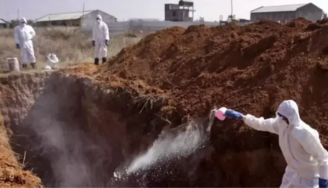 Doç. Dr. Savaşçı'dan kuş gribi uyarısı: 14 ülkeye yayıldı, koronavirüsten çok daha bulaşıcı ve ölümcül