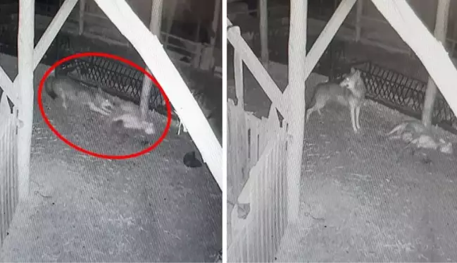 Korku filmini andıran görüntüler! Ağıla giren kurtlar koyunları böyle telef etti