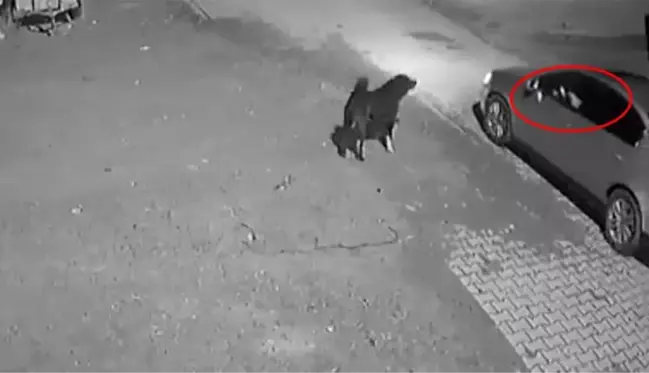 Otomobilini takip eden köpeği tabancayla öldürdü! Kan donduran anlar kamerada