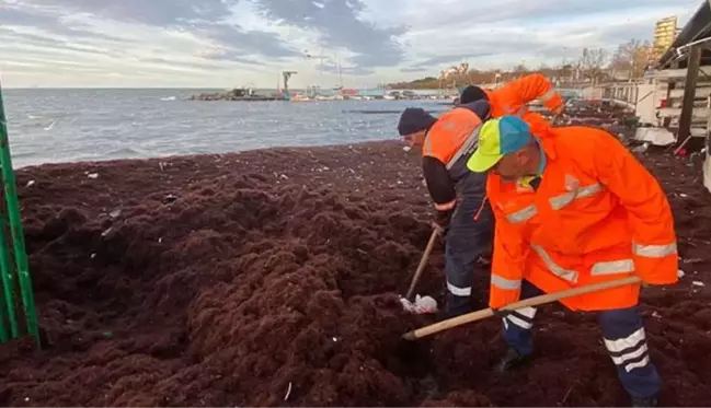 Lüks semtte boydan boya kırmızıya bürünmüş sahili gören vatandaş: Marmara Denizi kusuyor sandım