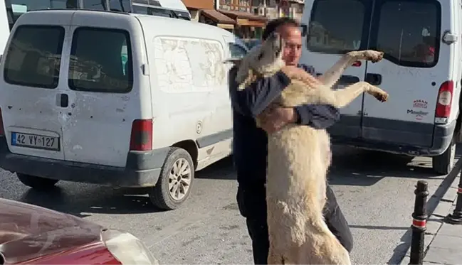 Öldürülen köpeği ve yavrularını da yanına alıp Valiliğin önüne protestoya gitti