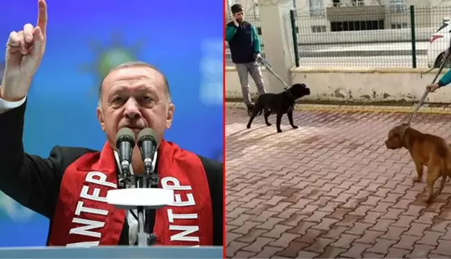 Cumhurbaşkanı Erdoğan, pitbull saldırısına uğrayan Asiye üzerinden köpek sahiplerine sert çıktı: Beyaz Türkler, sahip çıkın hayvanlarınıza