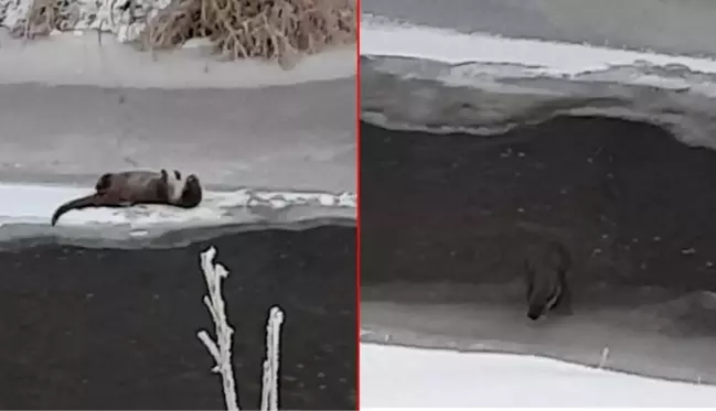 Önce karnını doyurdu, sonra kar banyosu yaptı! Nesli tükenmekte olan su samuru böyle görüntülendi