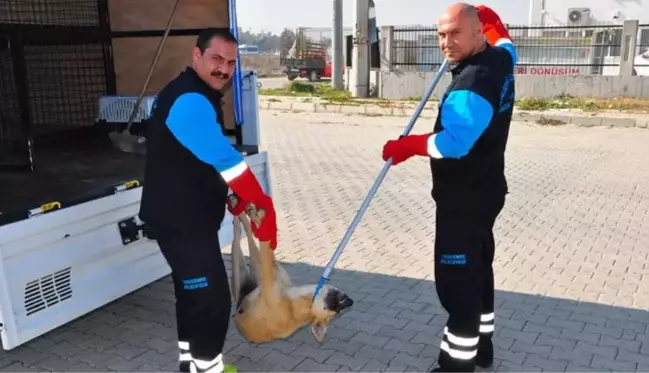 Son Dakika: Çevre Bakanlığı, 81 ilin valilik ve belediyelerine sahipsiz hayvanlarla ilgili genelge gönderdi