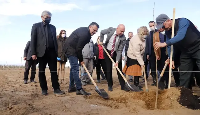 Cennet elması belediyenin yeni gelir kapısı olacak