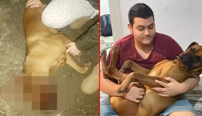 Otizmli gencin köpeği silahla öldürüldü, mahalle karıştı