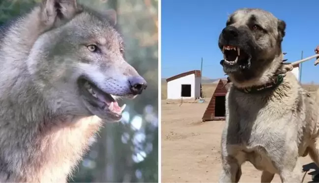 Kurtlardan bile daha dirençli! Kangal köpekleri eksi 40 derecede bile yaşayabiliyor