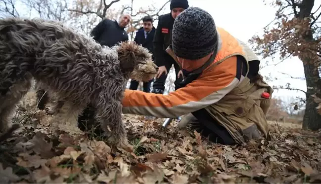 Özel eğitimli köpeklerle toplanan trüf mantarı ihraç ürünü oldu! Kilosunu 2.800 TL'ye yurt dışına satıyorlar