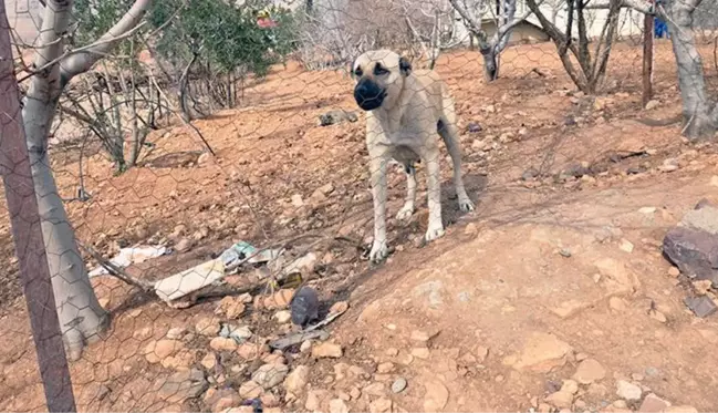 Mardin'de 4'ü çocuk 7 kişiyi ısıran sokak köpeği kuduz çıktı! Mahalle karantinaya alındı