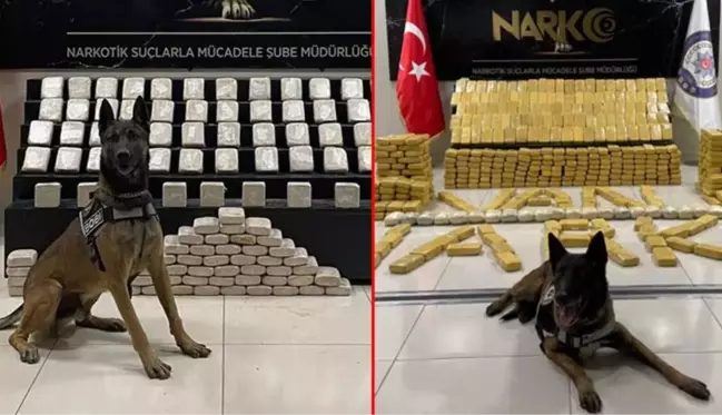 Narkotik polisinin sevimli dostları! Magnum ve Bobi, hassas burunlarıyla uyuşturucuya geçit vermiyor