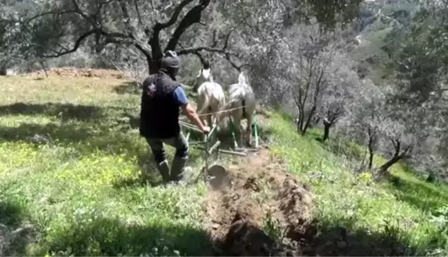 Atların karasaban mesaisi başladı! Aydınlı çiftçiler binlerce yıllık yöntemle toprağı böyle işliyor