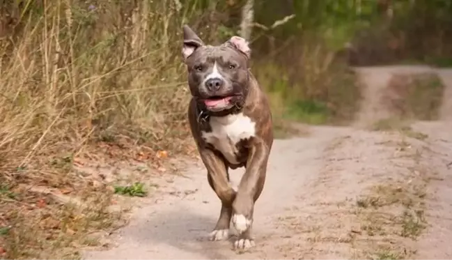 Pitbullunu saldırttığı iddia edilen sanık kendini böyle savundu: Birisine bir şey yapmak istesem silahla yapardım, köpeği kullanmam