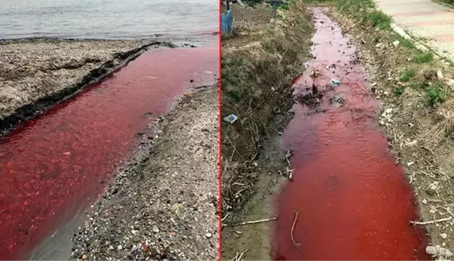 Marmara Denizi'ni kırmızıya bürüyen tesise 500 bin lira ceza kesildi, faaliyetleri durduruldu