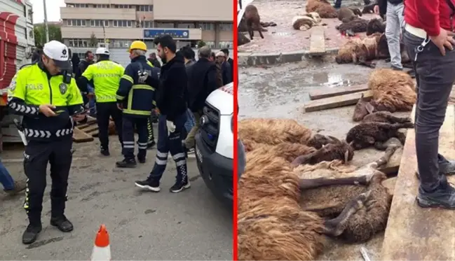 Koyun yüklü kamyonet kaza yaptı! 18 koyun telef olurken durumu ağır 15 hayvan kesildi