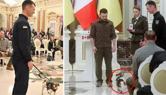 Zelenski'den Rus mayınlarını tespit eden köpeğe devlet nişanı