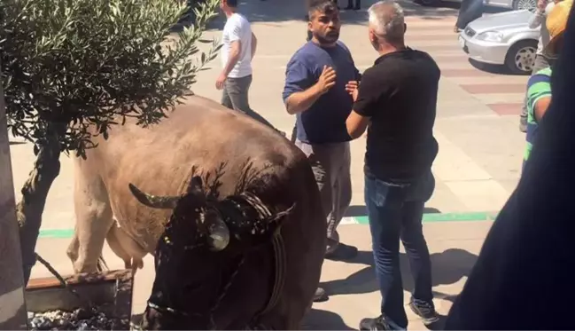 Bursa'da bir köylü, kaçak yaptığı ahırını yıkan belediyeyi inekleriyle bastı