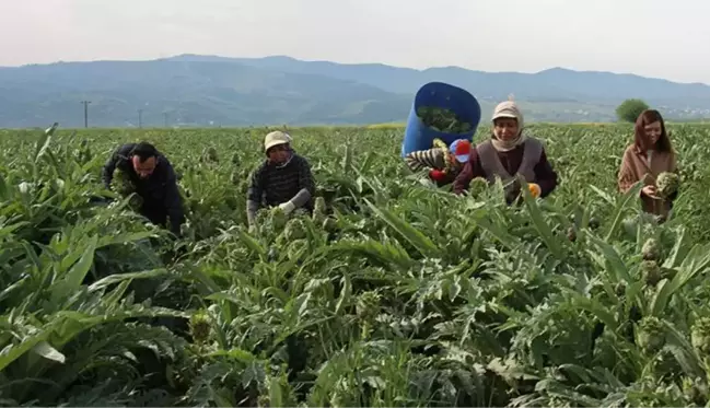 3 kişilik özel ekip enginar soyarak ayda 30 bin lira kazanıyor