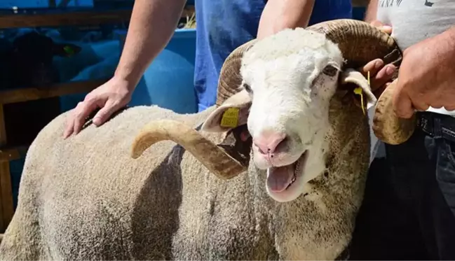 Kurban Bayramı öncesinde gözde oldu! 130 kilo ağırlığındaki Koç Pablo, 8 bin TL'den satılıyor