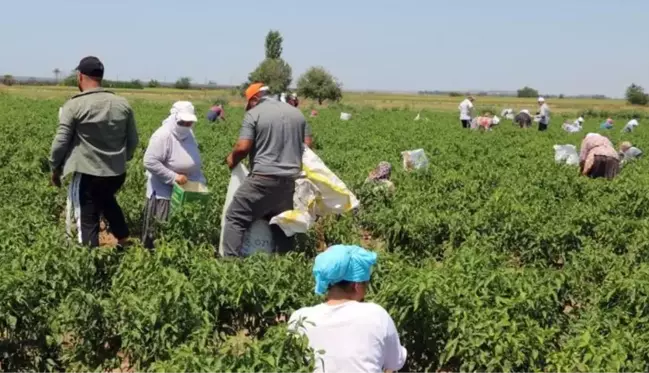 Karaağaç biberinin hasadı başladı! Kurutulduktan sonra kilosu 400 TL'ye satılacak