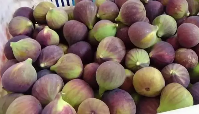 İki kilo incir alıp kasaya giden vatandaş fiyatı duyunca aldıklarını geri bıraktı