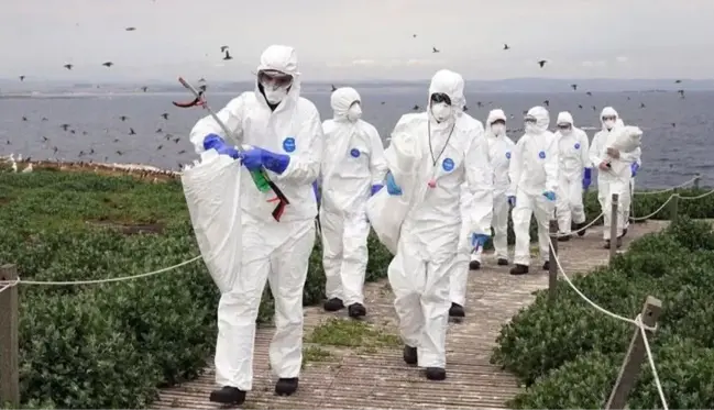 İngiltere'de kuş gribi alarmı! Farne Adaları'nda 3 binden fazla kuş ölü bulundu