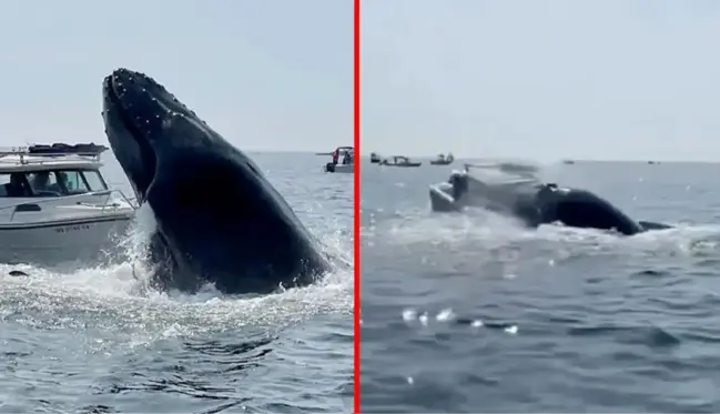 Kambur balina tekneye böyle çarptı! Korku dolu anlar saniye saniye kamerada