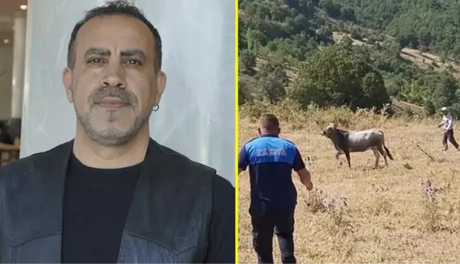 Kurban Bayramı'nda kaçan boğa 25 gün sonra bulundu! Kesileceğini öğrenen Haluk Levent harekete geçti