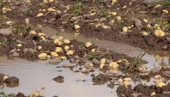 Vatandaş kilosunu 10 TL'den alıyordu! Sel basan tarlada 35 ton patates heder oldu