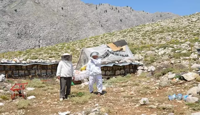 Kilosu tam 300 lira! Yerden 2 bin metre yükseklikte kovandan çıkmadan satılıyor