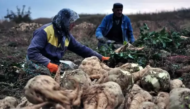 Son Dakika! Şeker pancarının alım fiyatı yüzde 245 artışla ton başına 1450 lira oldu