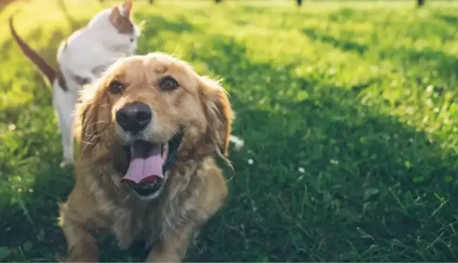 Trabzon'da sahipli köpekler için alınan karara hayvanseverlerden tepki