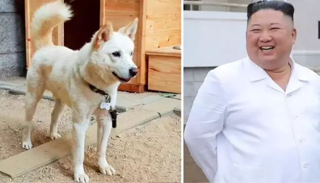 Kim Jong-un'un hediye ettiği köpekler, Güney Kore'de büyük krize neden oldu