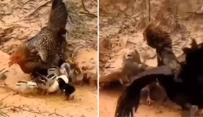 Yavrularına şahin saldıran tavuğun nefes kesen mücadelesi! Adeta aslan kesildi