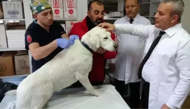 Kedi ve köpek sahibi olanlar 31 Aralık tarihine dikkat! Hayvanınıza çip taktırmak için son gün