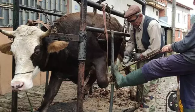 İneklere yapılan işlem işe yaradı, süt verimi bir anda zirveye çıktı: Tüm köyler uygulasın