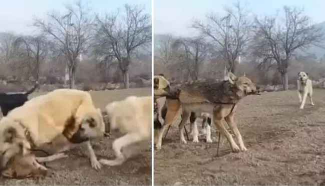 Kurdu gören kangal deliye döndü! Zıpkın gibi fırlayıp parçalaması saniyelerini aldı