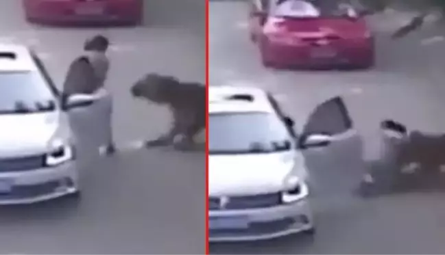 Yer: Çin! Genç kadına sokakta bir anda kaplan saldırdı, olayın sonrası muamma