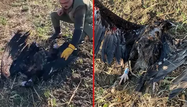 Ülkemizde görülen en büyük yırtıcı kuş! Bulgaristan'da koruma altındaydı, Türkiye'de vuruldu