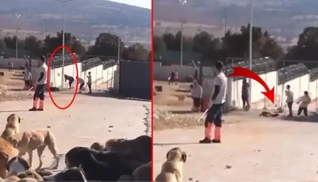 Konya'da köpeğe kürekle işkence eden 2 cani, tahliye edildi