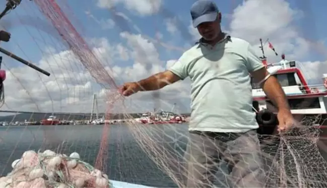 İstanbul Boğazı'nda denizanası yoğunluğu! Balık stoklarında azalmaya sebep oluyor