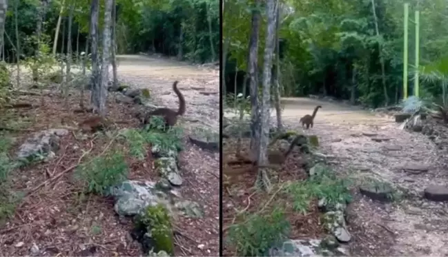 Videonun Meksika'da yumurtalarından çıkan dinozor yavrularına ait olduğu iddiası yanlış