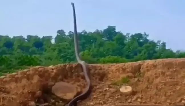 Adeta gökyüzüne uzandı! Orman görevlisi, kral kobranın görüntüsünü elleri titreyerek çekti