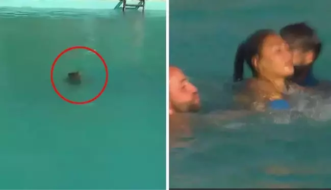 Survivor'da yürekler ağza geldi! Havuza düşen yarışmacı sudan çıkamadı