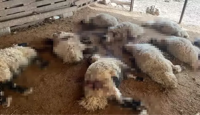 Başıboş köpekler ahırdaki 19 kuzuyu telef etti